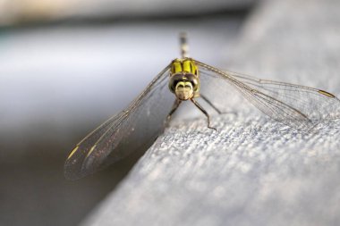 Close-up of a beautiful dragonfly, commonly known as the slender skimmer (Orthetrum sabina) or green marsh hawk, resting on a concrete surface. This dragonfly belongs to the Libellulidae family. clipart