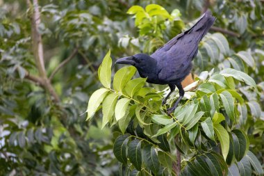 A crow perched atop a mahogany tree branch, waiting to prey. clipart