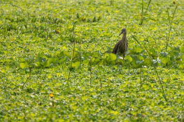 A pond heron or paddy bird is looking for food in a wetland full of green floating weeds. clipart