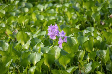 Su sümbülü yemyeşil yapraklar ve renkli çiçekler açık bir gagada.