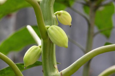 Bahçedeki ağaçta yetişmiş papaya meyvelerinin yakın çekimi. Bilimsel adı Carica papaya ve Pawpaw, Melon Tree olarak da bilinir..