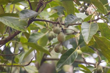 Zeytin dalı ve sallanan taze zeytin ağaçları..