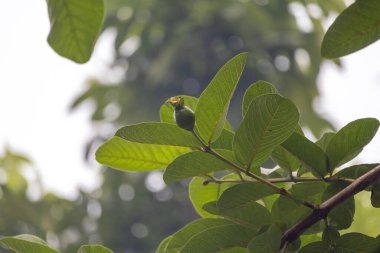 Bir guava ağacının dalında yemyeşil yapraklar arasında genç bir guava meyvesi, bulanık bir arka plan ile.