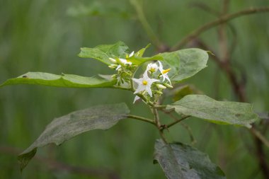 Turkey berry (Solanum torvum) flowers are blooming along the roadside in a village. Beautiful small white flowers with buds. Locally, it's known as Tit begun in Bangladesh.