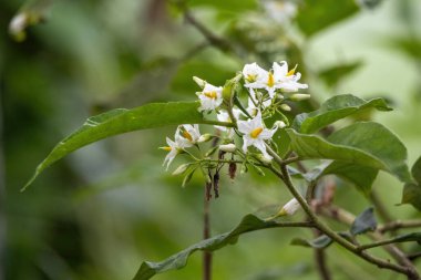 Turkey berry (Solanum torvum) flowers are blooming along the roadside in a village. Locally, it's known as Tit begun in Bangladesh. Beautiful small white flowers with buds.