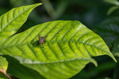 Yaygın bir et sineği, açık havada yeşil bir yaprağın üzerinde dinlenirken yakın plan çekimde yakalanır. Böcek hayatına kısa bir bakış.