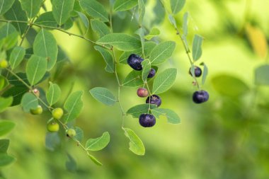 Patates kızartmasının (Phyllanthus reticulatus) yakın plan çekiminde canlı yeşil yaprakları ve meyveleri sergilenmektedir..