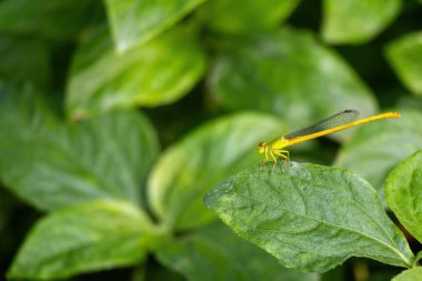 Beautiful Coromandel Marsh Dart (Ceriagrion coromandelianum) perched on a green leaf. It is also known as the Yellow Waxtail and is a species of damselfly in the family Coenagrionidae. clipart