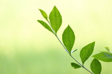 Yakın plan yeşil kına ağacı yaprakları bulanık bir arka planda. Bilimsel adı Lawsonia inermis, Mehendi ağacı, kına, mignonette ağacı ya da Mısır mahremiyeti olarak da bilinir..