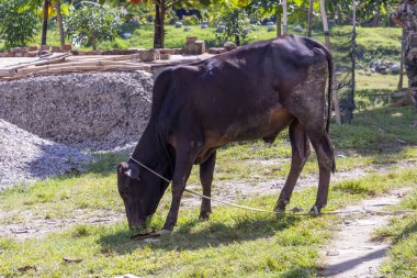 Bangladeş kırsalında otlayan siyah bir inek.