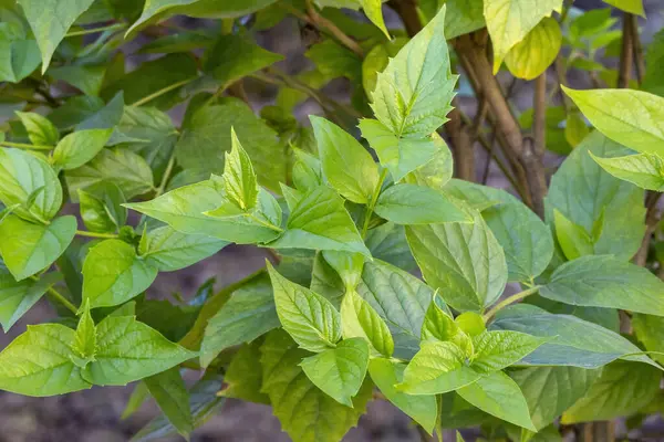 Gece Çiçeği Yasemin 'in (Nyctanthes ağaç-tristis) yeşil yapraklarının yakın plan fotoğrafı..