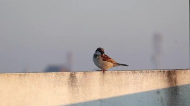 Yaygın bir House Sparrow, bilimsel olarak Passer domesticus olarak bilinir, bir bina duvarına tünemiş, sabah yemeğinin tadını çıkarıyor..