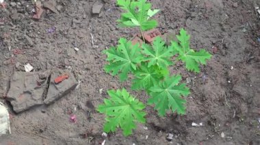 Köyün arka bahçesinde yeni ekilmiş papaya bitkisinin üst görüntüsü..