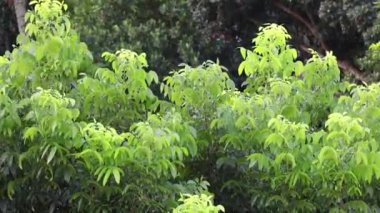 Maun ağacının taze yeşil yaprakları güneşli bir günde rüzgarda hafifçe sallanıyor..