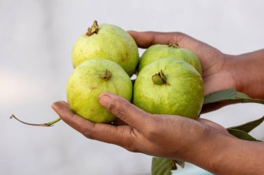 Elinde taze, olgun guava tutan bir kadının yakın çekimi..