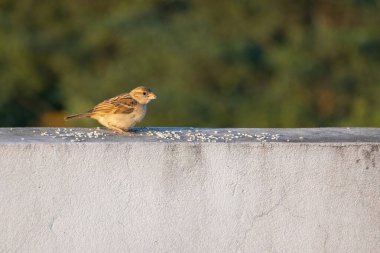 Bir Ev Serçesi (Passer domesticus) çatıdaki bir duvara tünemiş, sabah güneşinin tadını çıkarıyor bulanık yeşil bir yaprak zeminine karşı..