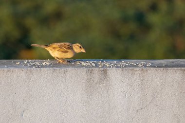 Bir ev serçesi (Passer domesticus) çatı duvarına tünemiş, sabah güneş ışığında pirinç tanelerinin kahvaltısının tadını çıkarmaktadır..