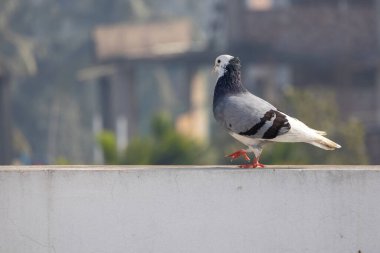 A domestic pigeon walks along an outdoor wall in the morning sunlight, with a blurred natural background. clipart