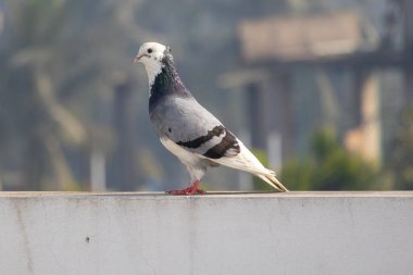 A beautiful domestic pigeon stood peacefully on the outdoor wall, with a blurred natural background. clipart