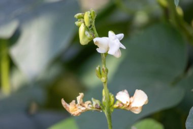 Taze toplanmış yeşil fasulye çiçekleri beyaz çiçekli bir bitkiye yakın plan..