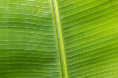 Doğal bir arkaplan için yeşil muz yaprağı dokusu.