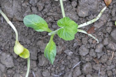 Köyün bahçesinde yeni ekilmiş genç bir balkabağı bitkisi. Üst görünüm.