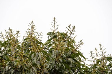 Mango flowers bloom on a mango tree against a backdrop of a white sky. A branch of the tree displays a bouquet of mango flowers and lush green leaves. clipart