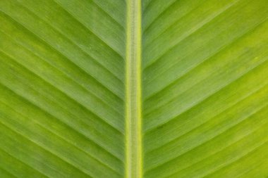 Doğal arkaplan kullanımı için yakın plan yeşil muz yaprağı dokusu.