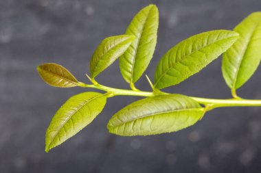 Genç, yeşil limon yaprağının yakın plan görüntüsü bulanık gri arka plan.