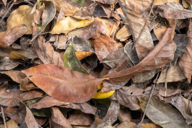 Kuru, dökülen yaprak dokusu. Kirli, eski yapraklar çamurla kaplı..