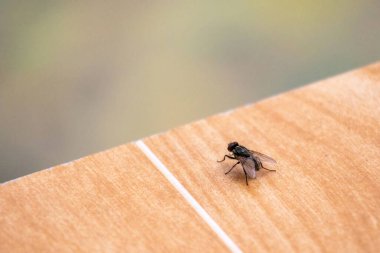 Bir sinekböceğinin (Musca domestica) ahşap desenli fayansların üzerinde otururken yakın plan görüntüsü bulanık..