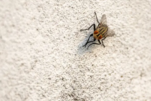 Açık bir duvar yüzeyinde oturan büyük bir et sineğinin (Sarcophagidae) yakın çekimi.