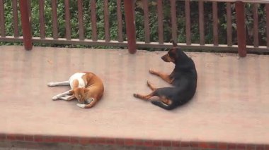 Sabah vakti yol kenarında dinlenen iki sokak köpeği..