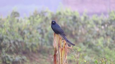 Kırık bir muz ağacına tünemiş siyah bir drongo (Dicrurus makrocercus), çevresindekileri inceledi ve sonra uçup gitti..