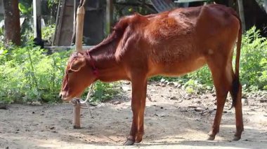 Köyün arka bahçesinde bir bambu direğine bağlanmış bir buzağı sabah güneşinde yıkanmış. Bangladeş 'te kırsal hayvan çiftliği.