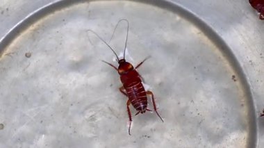 Bir hamamböceği suya düştü ve şimdi yüzüyor ve gümüş takımların içinde yüzüyor, hayatta kalmaya çalışıyor..