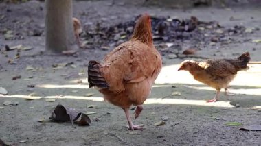 Bir köy tavuğu ve yavruları köy bahçesinde özgürce dolaşıyordu..