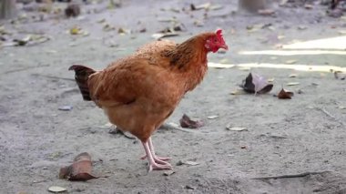 Köyün arka bahçesinde özgürce dolaşan bir tavuk, vücut tüylerini tırmalıyordu..