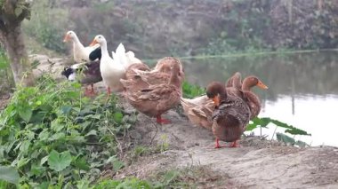 Bir grup yerli Bangladeşli ördek gölet kıyısının yanında duruyor ve sabah yüzüşünden sonra köyde cesetlerini tırmalıyorlar. Günlük ördek aktivitesi..