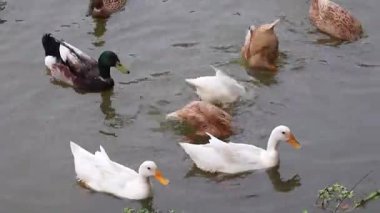 Yerli Bangladeşli bir ördek sürüsü gölet suyunda beslenir, kuyruklarını kaldırıp baş aşağı durarak yemek yemek için suya dalarlar..