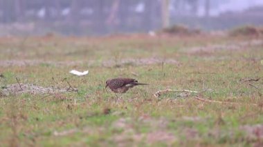 Benekli Güvercin (Spilopelia chinensis), yerel olarak Bangladeş 'te Tila Ghughu olarak bilinen, bir tarlada beslenir. Ayrıca dağ güvercini, inci boyunlu güvercin, dantel boyunlu güvercin veya benekli güvercin olarak da bilinir..