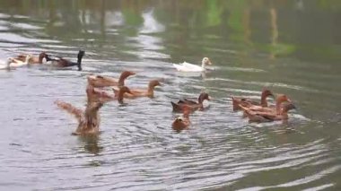 Bangladeşli ördek sürüsü sabah vakti havuzda banyo yapıp yüzüyordu..