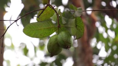 Gava ağacının ince dallarında sallanan iki guava meyvesi bereketli yeşil yaprakların arasında, doğanın bulanık arka planına karşı güzelce çerçevelenmiştir..