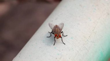 Büyük bir et sineğinin (Sarcophagidae) sabah vakti bir çatıdaki PVC su boru hattına tüneyerek titizlikle kendini temizlemesi. Böcek aktivitesine bir örnek.