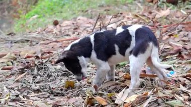 Genç siyah ve beyaz bir köpek orman zemininde düşen yaprakların arasında bir şey bulur ve yer..