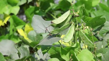 Bitkide asılı taze yeşil sümbül tohumlarının yakın çekimi, hasat için hazır..