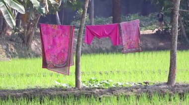 Kadın kıyafetleri açık pirinç tarlasına asılmış çamaşır ipine asılmış, rüzgarda hafifçe sallanarak, güneşte ve havada kuruyarak.