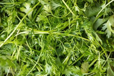 Taze kişniş yaprakları arka planda. Bilimsel adı Coriandrum sativum 'dur ve Cilantro bu yaprakların diğer adıdır..