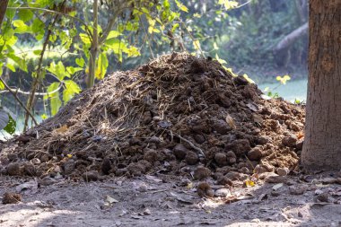 Köyün arka bahçesinde inek gübresi yığını. Bu inek gübresi ve saman karışımı tarlalar için gübre olarak kullanılır. Toprak verimliliğini arttıran doğal, besin açısından zengin bir gübre..
