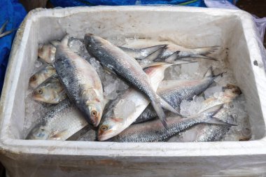 Hilsa balığı ya da yerel bir balık pazarında satılık Tenualosa ilisha. Bengalce 'de İlish olarak da bilinen bu popüler balık, Bangladeş' in ulusal balığıdır ve ayrıca Batı Bengal, Hindistan 'da da ünlüdür..